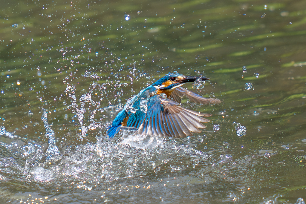 今日のカワセミ