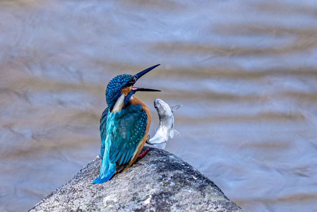 キャッチアンドリリース