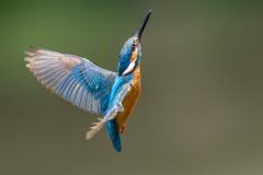 カワセミの生活