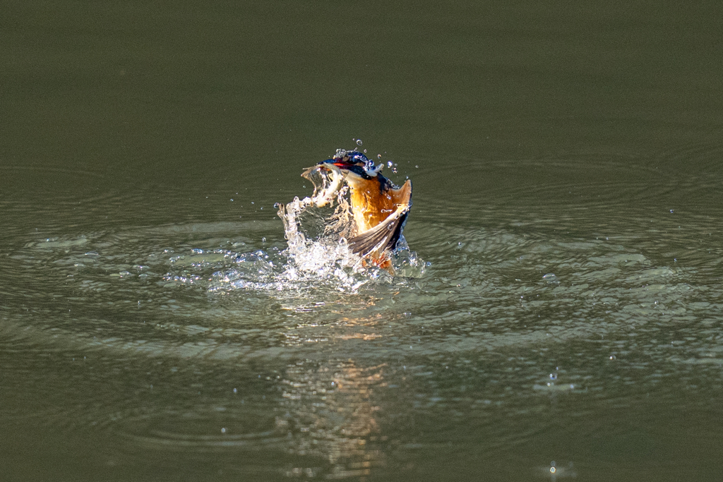 今日のカワセミ
