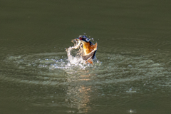 今日のカワセミ
