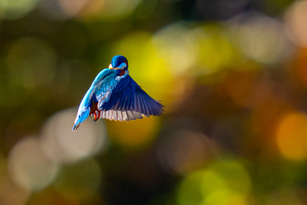 今日の紅葉ホバ・伍ノ型
