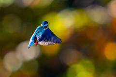 今日の紅葉ホバ・伍ノ型