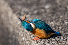 ペリット飛ばし