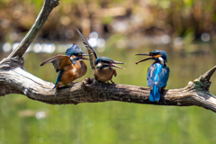 カワセミの生活