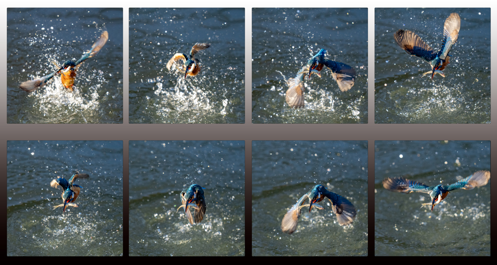 激寒ダイブ