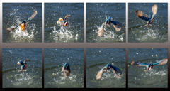 激寒ダイブ