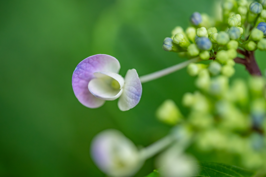 野草の時間