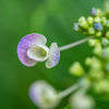 野草の時間