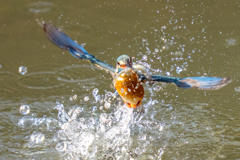 今日のカワセミ