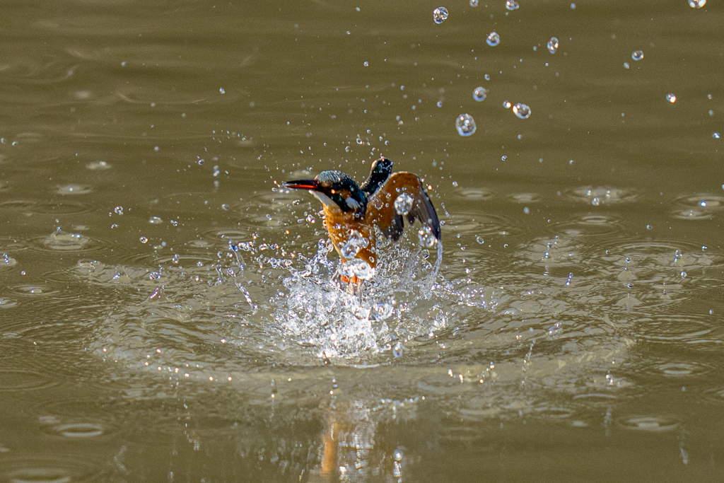 今日のカワセミ