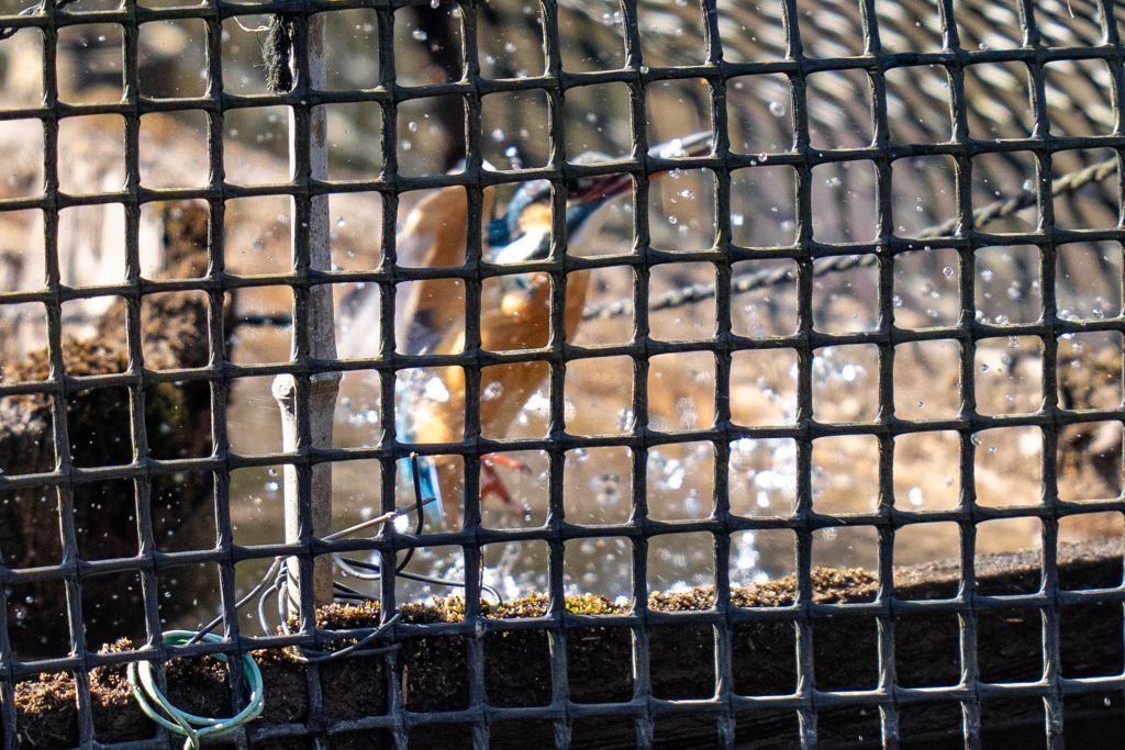 塀の中のカワセミ