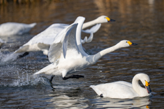 コハクチョウ離水