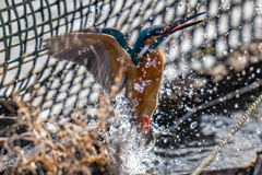 生簀でのご活躍