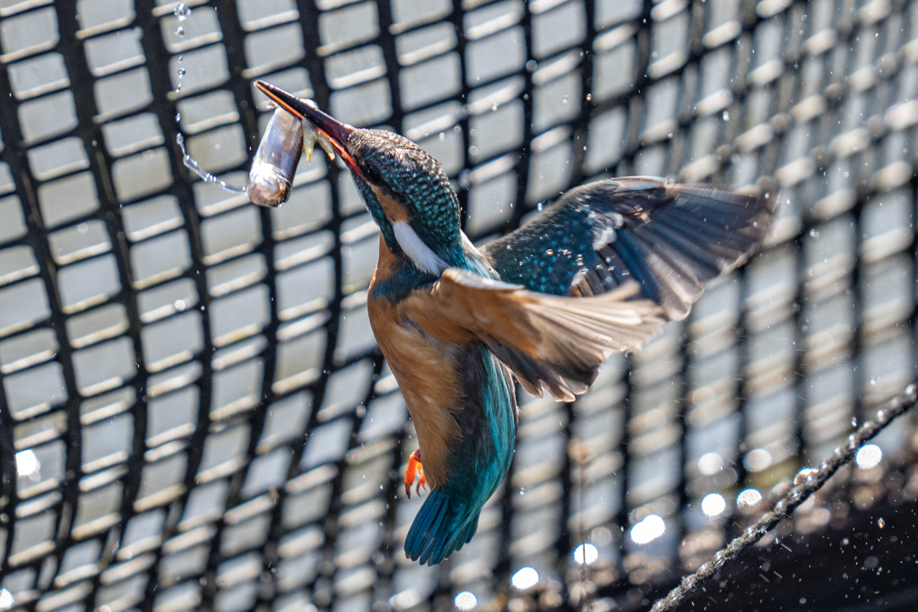 今日のカワセミ