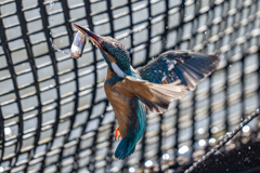 今日のカワセミ