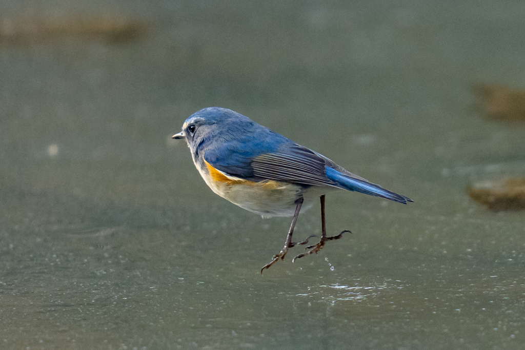 ルリビタキオンアイスショー