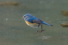 ルリビタキオンアイスショー