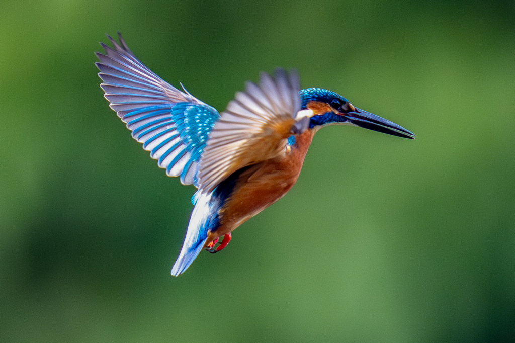 今日のカワセミ