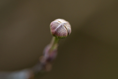 野草の時間