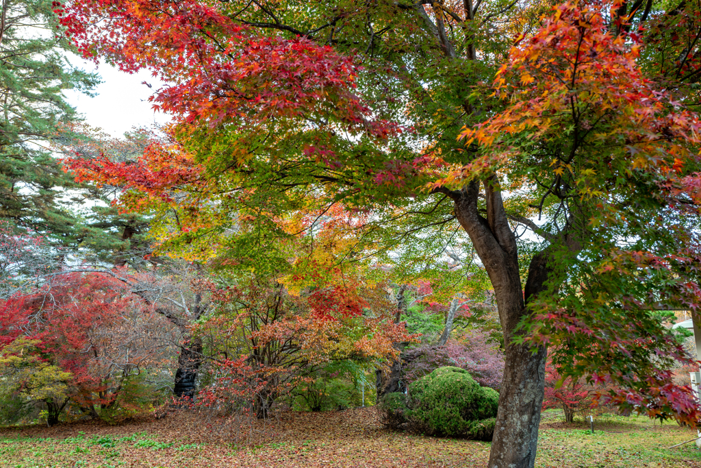 今日の紅葉