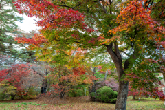 今日の紅葉