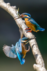 カワセミの生活