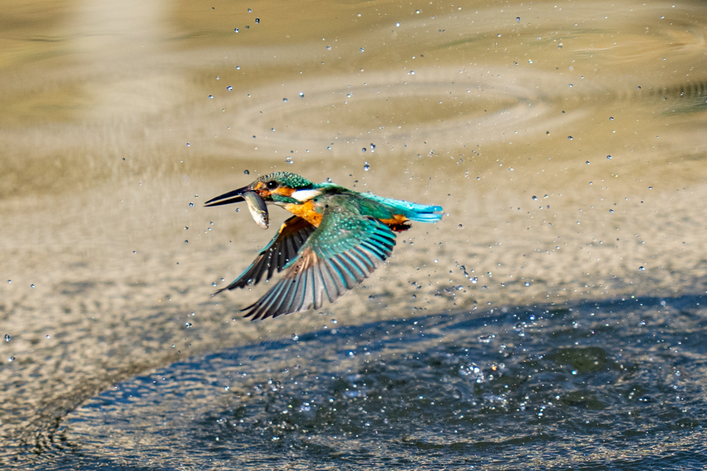 太陽に向かってダイブ
