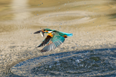 太陽に向かってダイブ