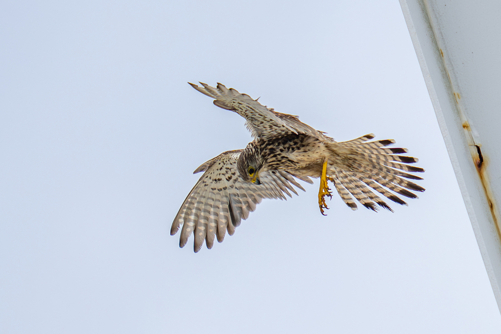 チョウゲンボウのホバ