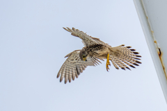 チョウゲンボウのホバ