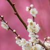 梅寒桜