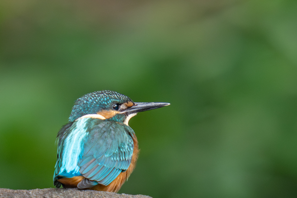 カワセミの生活