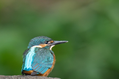 カワセミの生活