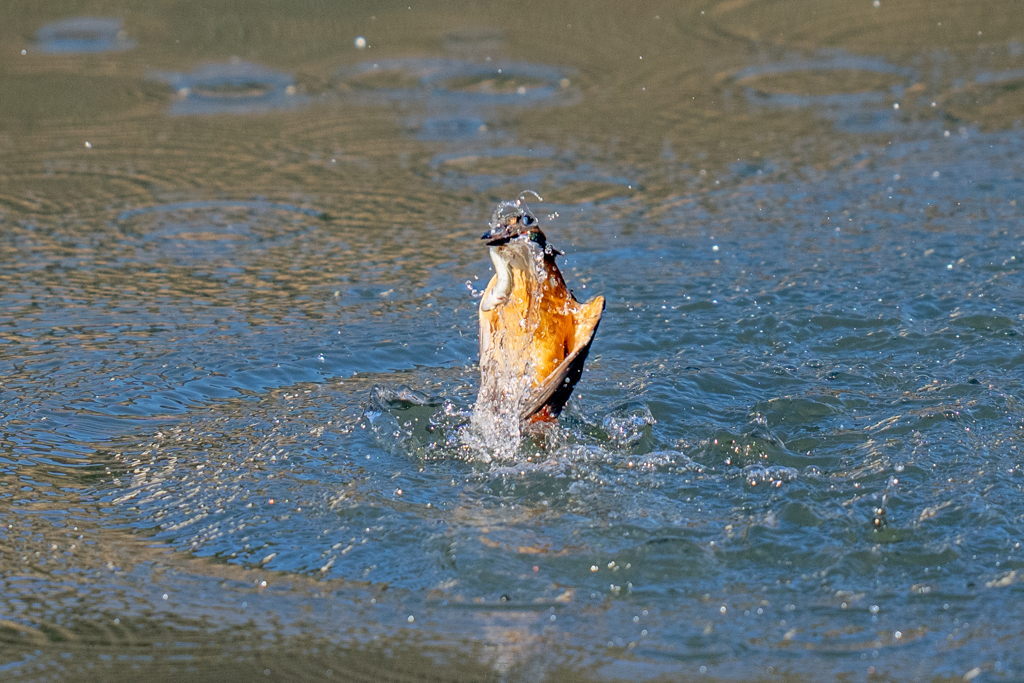 今日のカワセミ