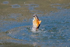 今日のカワセミ