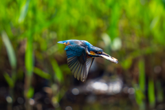 カワセミの生活
