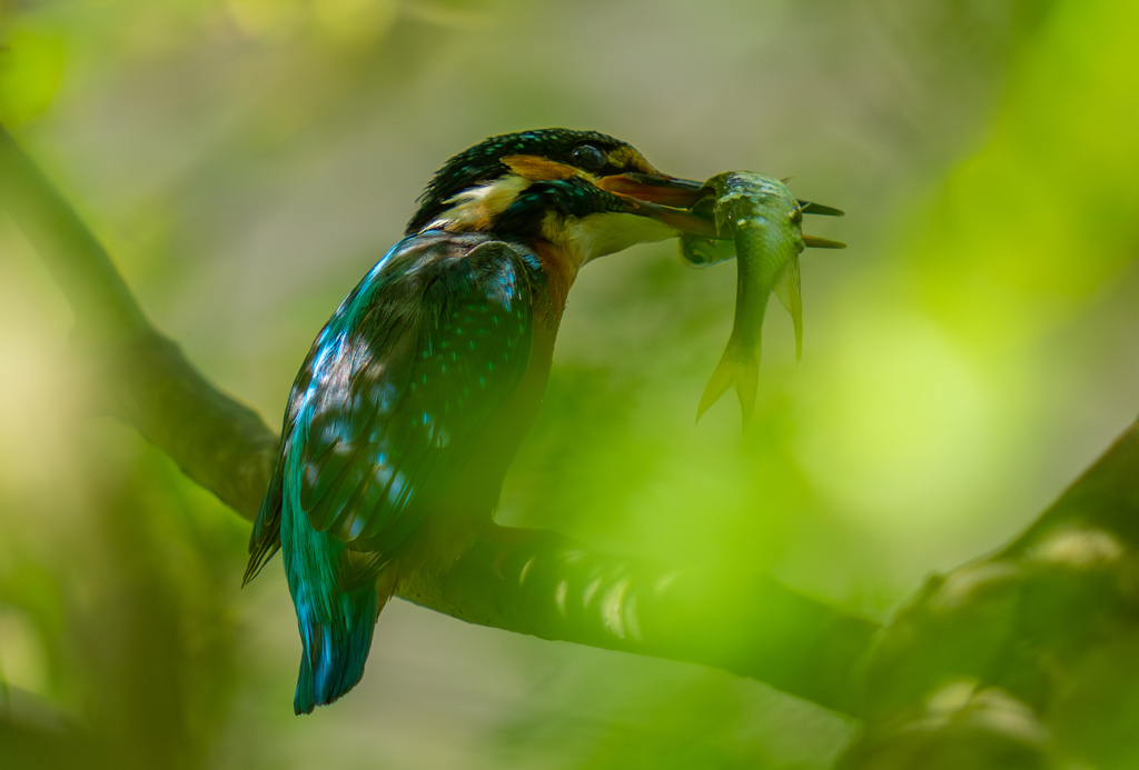 カワセミの生活