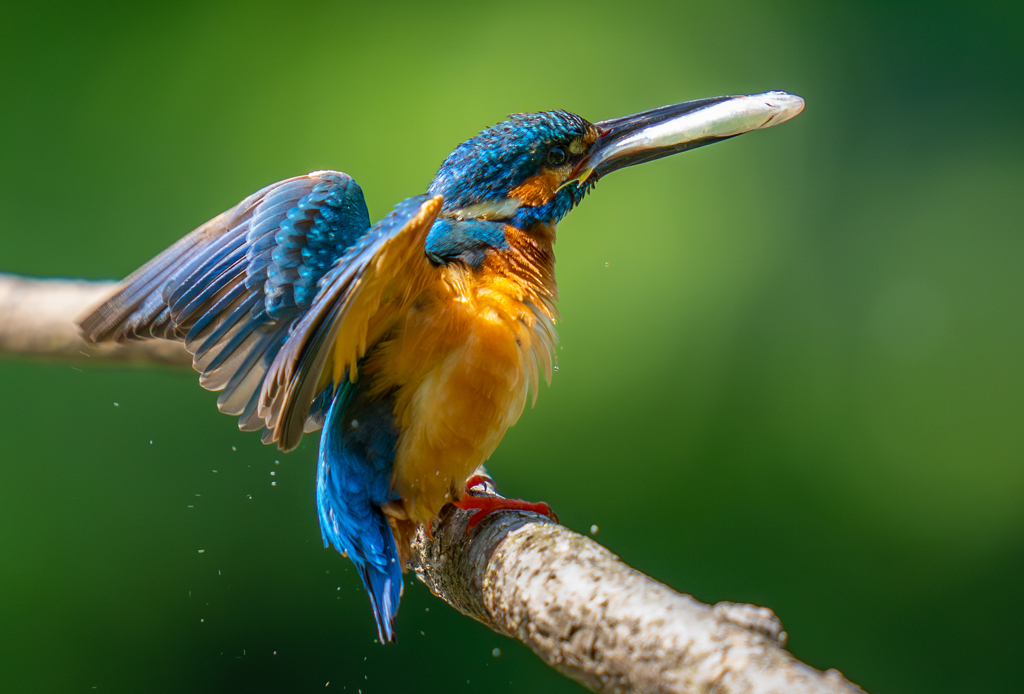 カワセミの生活