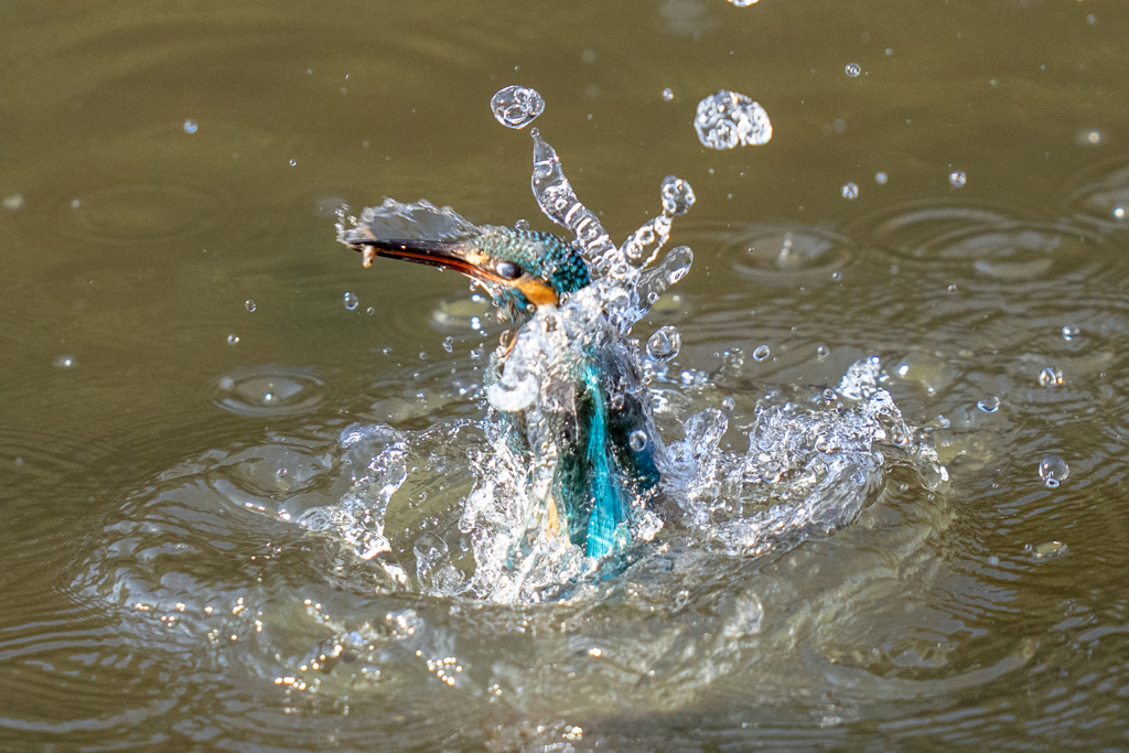 今日のカワセミ