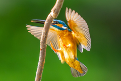 カワセミの生活