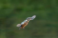 カワセミの生活