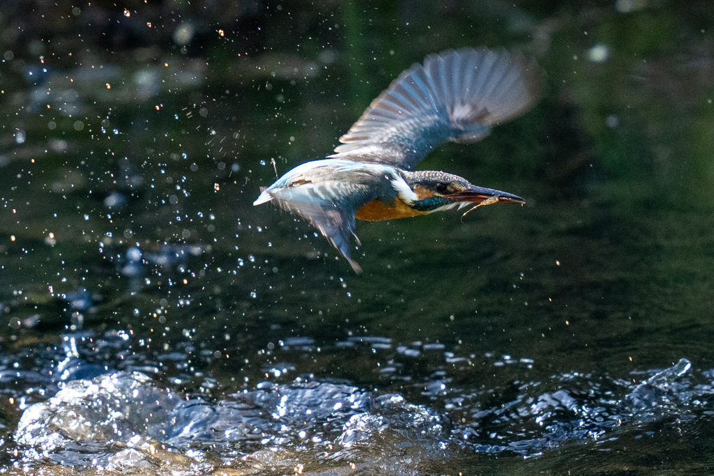 今日のカワセミ