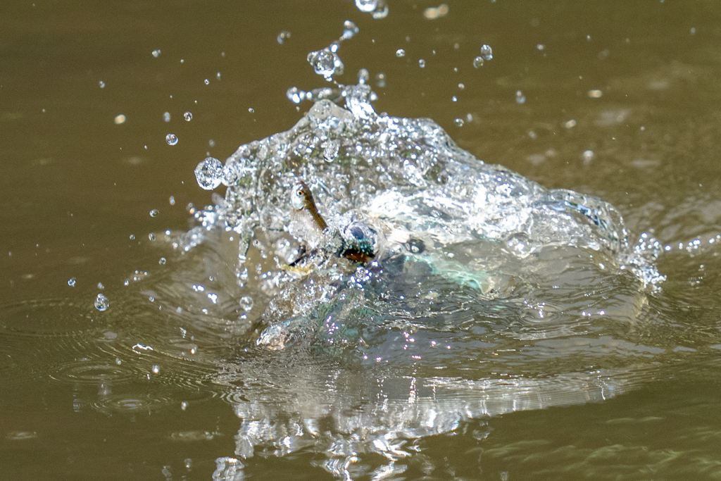ゴールデンウィークのカワセミ