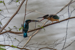 カワセミ給餌