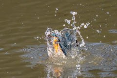 今日のカワセミ