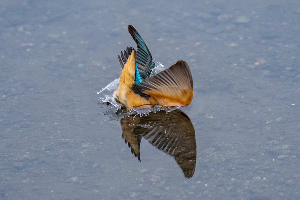 今日のカワセミ