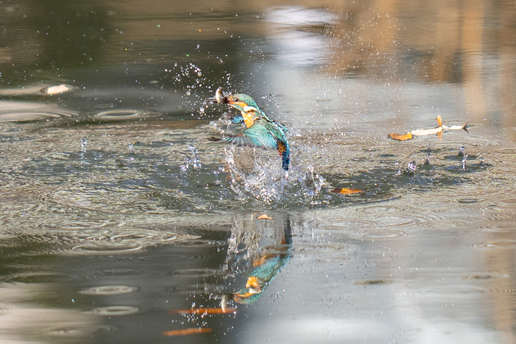 謹賀新年　2023新春ダイブ