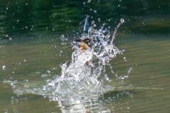 カワセミの生活