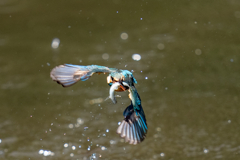 ゴールデンウィークのカワセミ